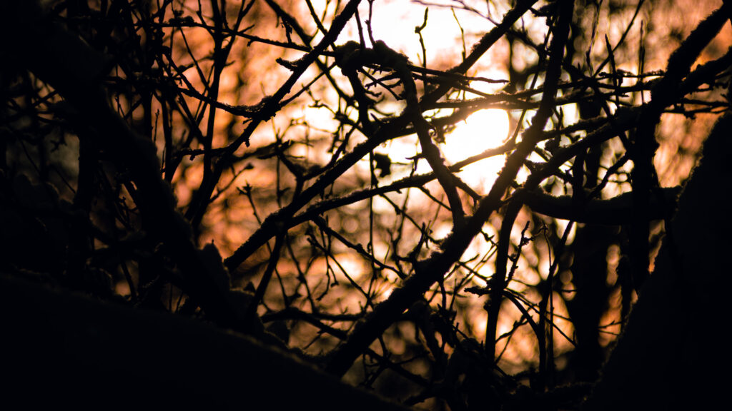 Auringon nousu kajastaa oksien lävitse sumuisessa metsässä