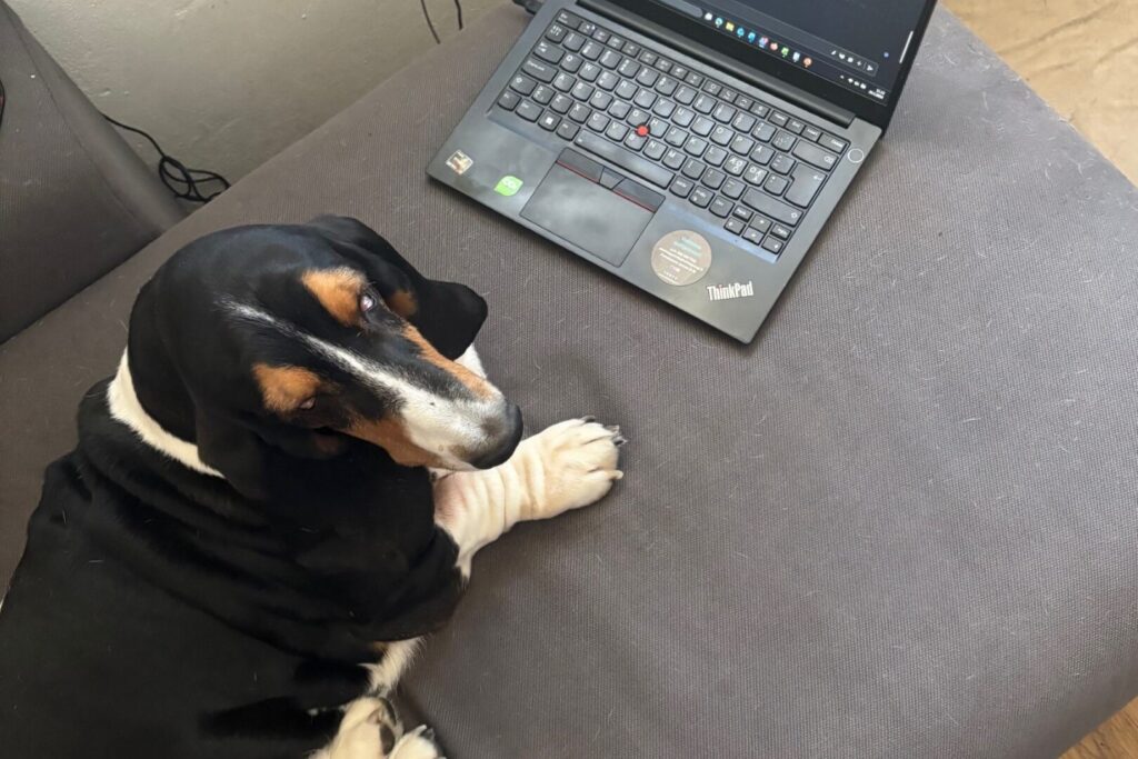 Koira makaa tietokoneen edessä